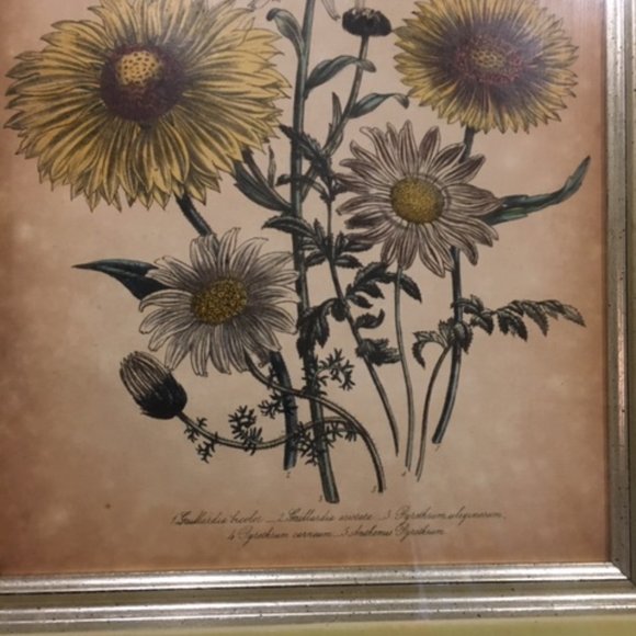 1840 Antique Botanical Yellow Print Framed by Jane Loudon Hand Colored Victorian - Picture 4 of 11